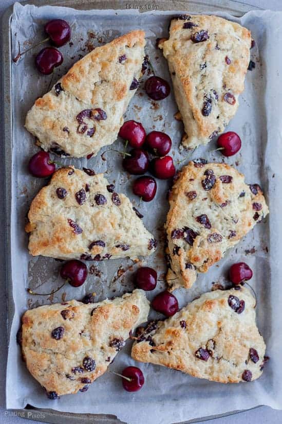 An overhead shot of White Chocolate Cranberry Scones on a baking tray with fresh cherries scattered around